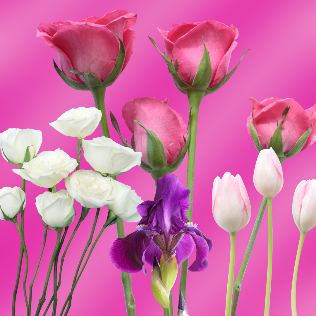 flowers on a pink background